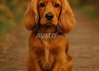 جرو كوكر سبنييل