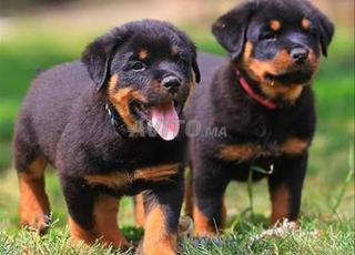 rottweiler chiot