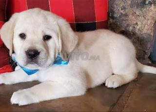 جرو لابرادور رملي