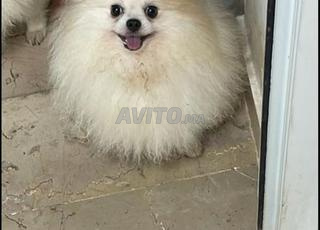 Mâle spitz de 10 mois