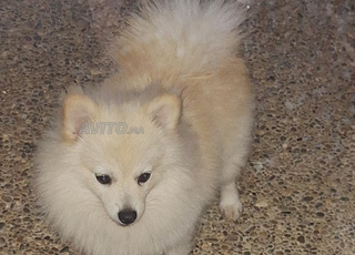 chiot Spitz