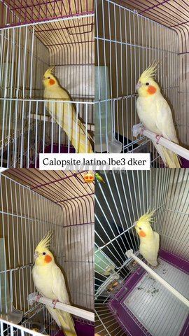 كالوبسيت لاتيني