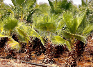 Washingtonia robusta – Palmiers adultes à vendre