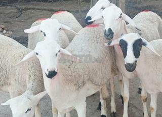 Annuelle Sardi bonne