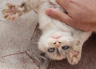 chaton ragdoll vacciné et certifié