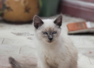 Chaton ragdoll pur certifié et vacciné
