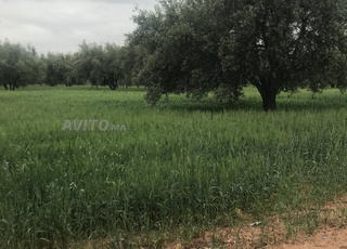 6 hectares titrés à vendre