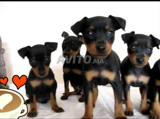 كلب كناري قزم