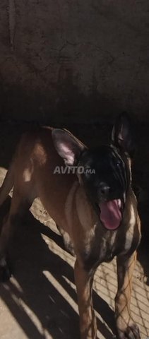 مالينو 3 اشهر