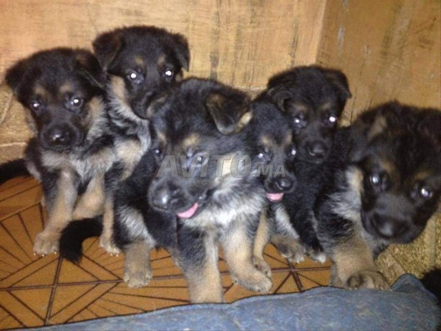 جرو كلب الراعي الألماني