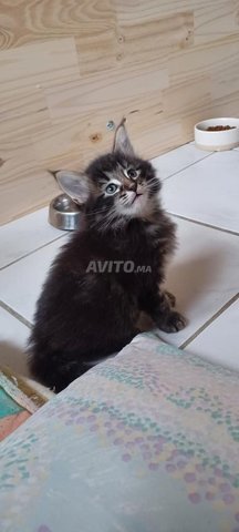 نرويج بوالونج بيبي