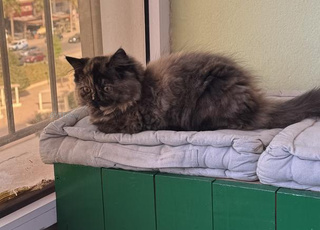 Chats Persans distinctifs