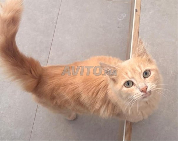 Donne 4 chats gratuitement