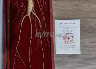Ginseng sauvage
