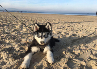 husky malamute