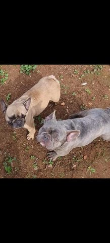 بولدوج فرنسي بالغ