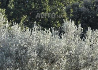 Terrain titré à vendre