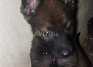 مالينو شاربون