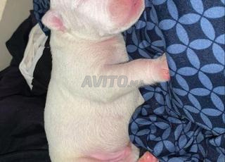chiot dog argentino