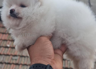 Spitz nain pomeranien