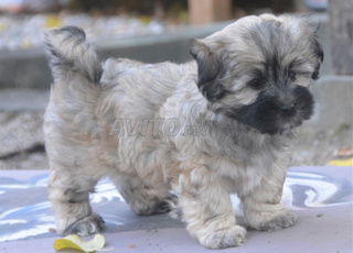 بيشون أوريو من سلالة نقية