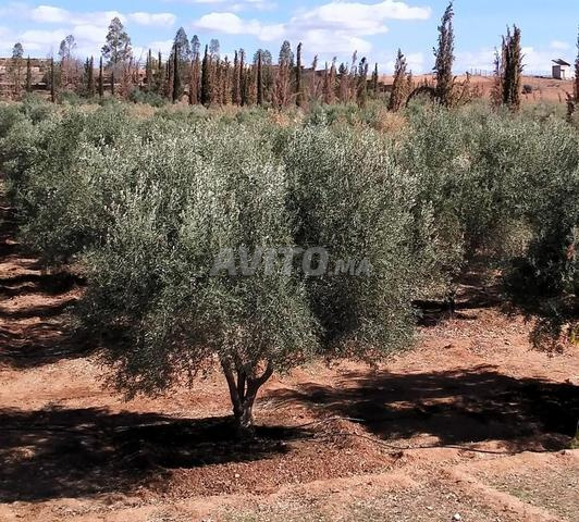 Ferme titrée 3,4ha, Route Marrakech-Cascades Ouzoud - 2