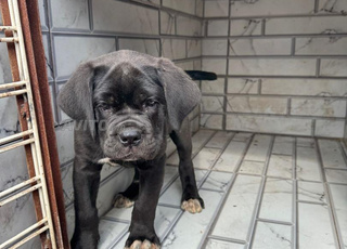 Cane Corso