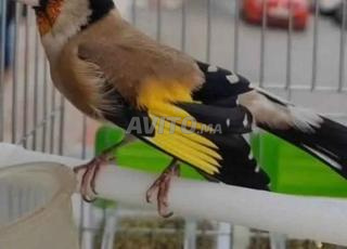 مقنين كلام اللهم بارك وداني كوبلور