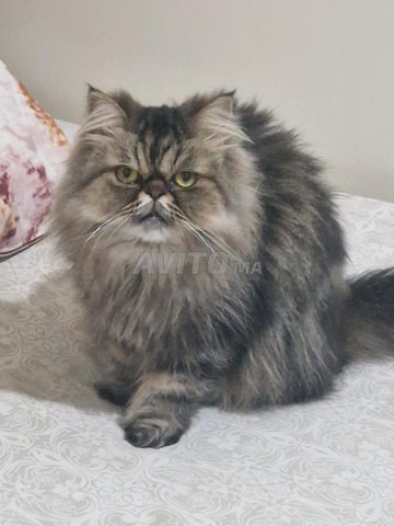 قطة فارسية أنثى