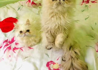 Chat perssan picky face race pur