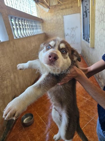 Chiot husky pure 2 mois