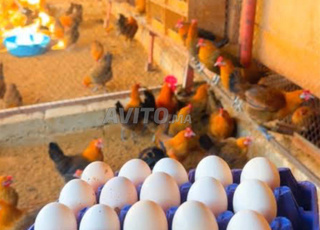 بيض فيومي ذهبي مخصب