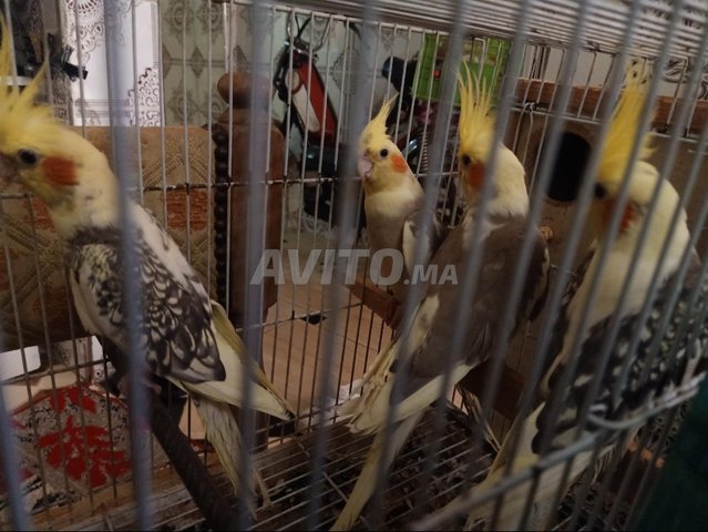 زوج كالوبسيت طيور