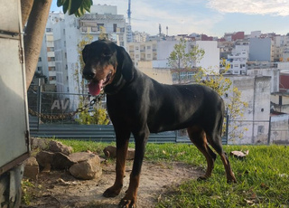 أنثى دوبرمان