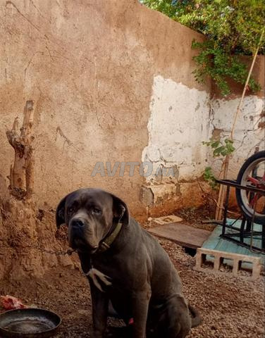 كاني كورسو كبير الحجم، سلالة نقية - 2