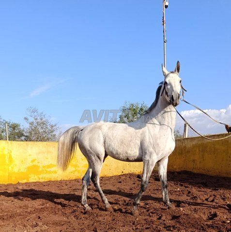 أفراس عربية أصيلة للسباقات