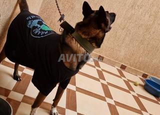 CHIAUX. .MALINOIS. CHARBONE.PURE