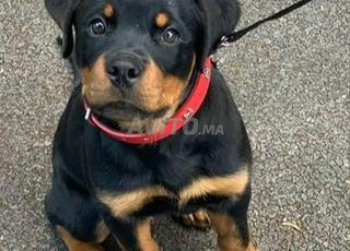 جرو روتويلر