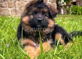 Berger Allemand chiot