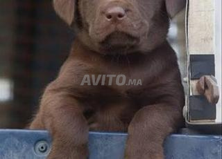 labrador chocolat chiot