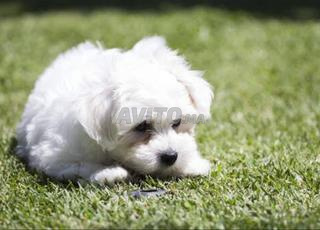 bichon maltais chiot