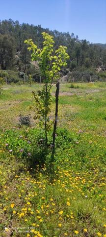 Terrain agricole titré d'un hectare à Benslimane