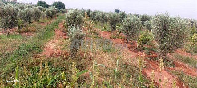 ارض فلاحية للبيع نواحي مدينة أكادير