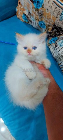 قط تركي أنجورا أبيض