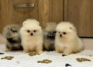 كلب بوميراني صغير