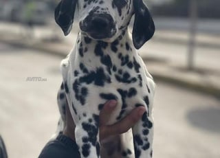 Dalmatien