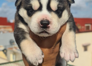 Chiots husky