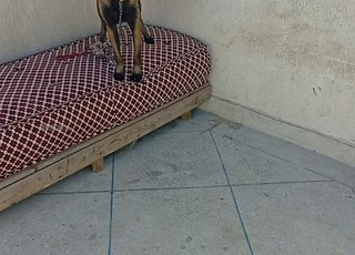 كلب من سلالة جيدة، بصحة جيدة ومدرب تدريباً جيداً