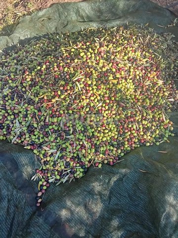 زيت الزيتون