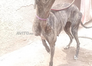 Chienne Sloughi libre